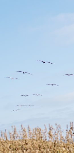 [2436x1125]飞鸟 田野 天空 鸟类 苹果手机壁纸图片