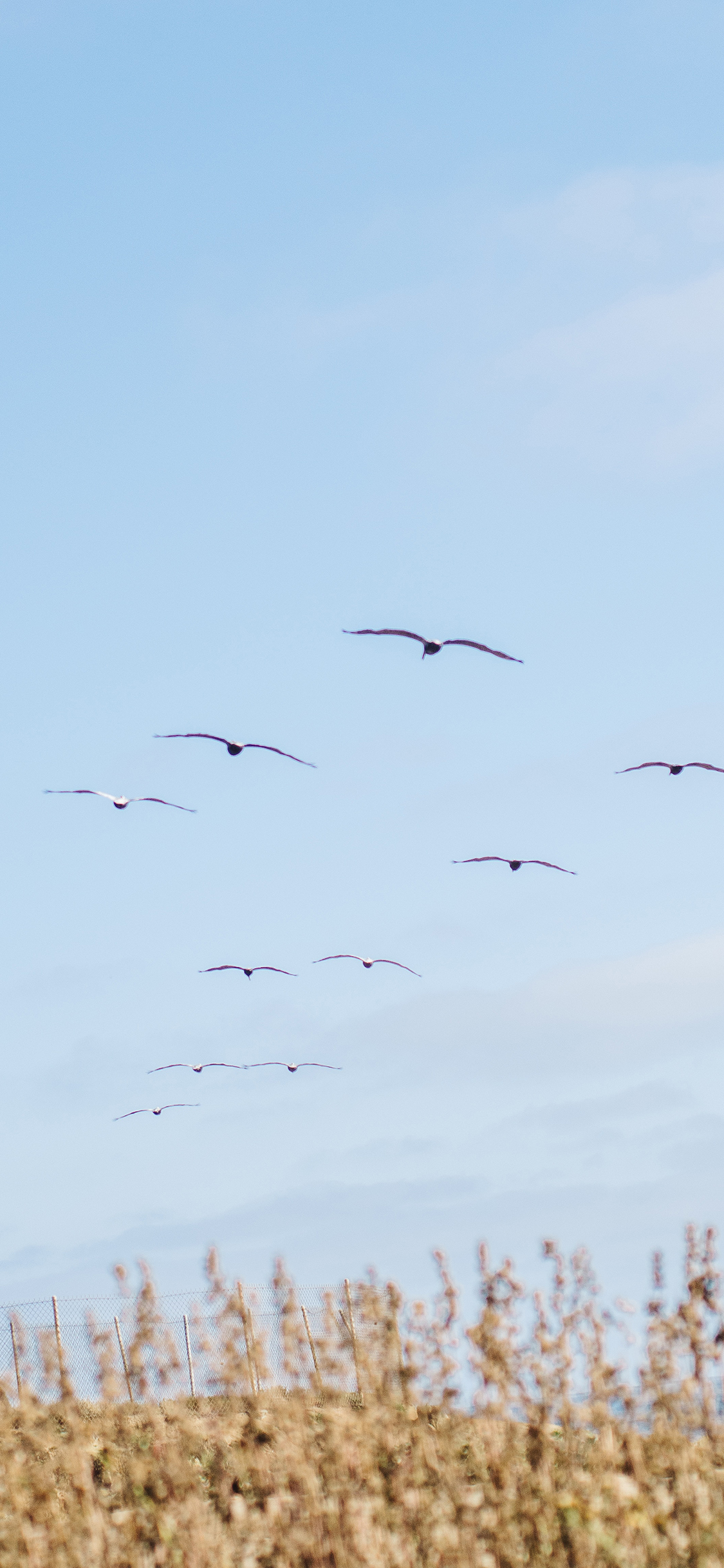 [2436×1125]飞鸟 田野 天空 鸟类 苹果手机壁纸图片