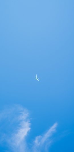 [2436x1125]飞鸟 蓝莓 白云 蔚蓝 苹果手机壁纸图片