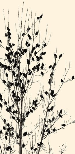 [2436x1125]飞鸟 鸟群 树枝 站立 苹果手机壁纸图片