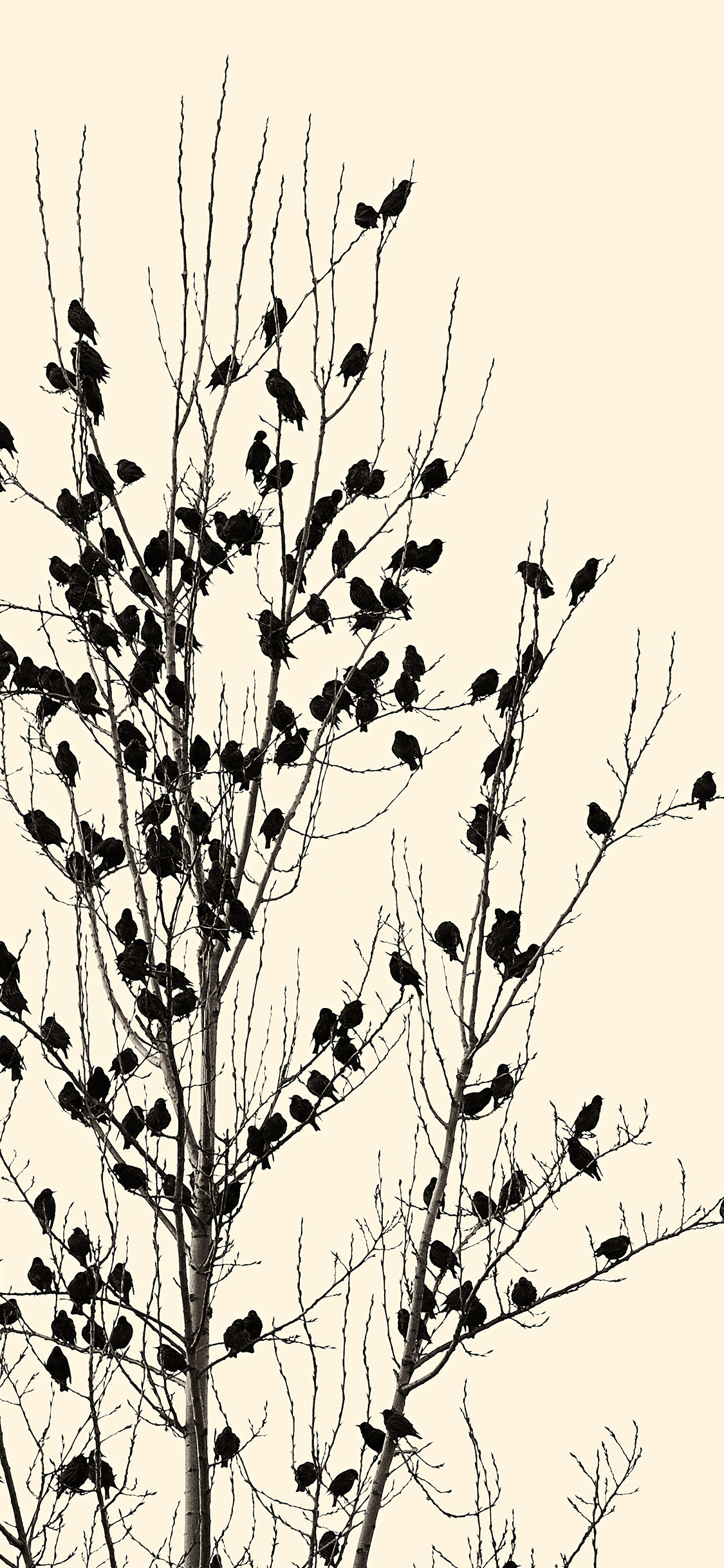 [2436×1125]飞鸟 鸟群 树枝 站立 苹果手机壁纸图片