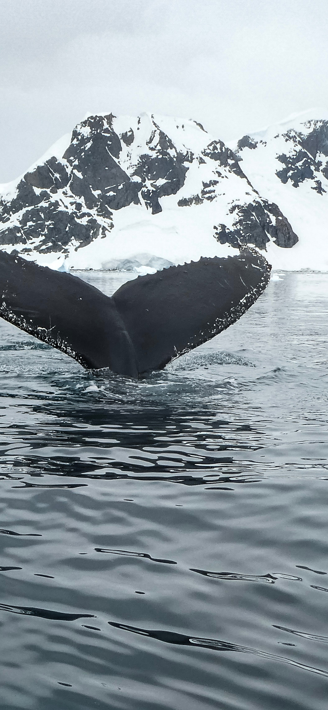 [2436×1125]鱼尾 鲸鱼 海水 冰川 苹果手机壁纸图片
