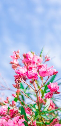 [2436x1125]鲜花 天空 唯美 夹竹桃 苹果手机壁纸图片