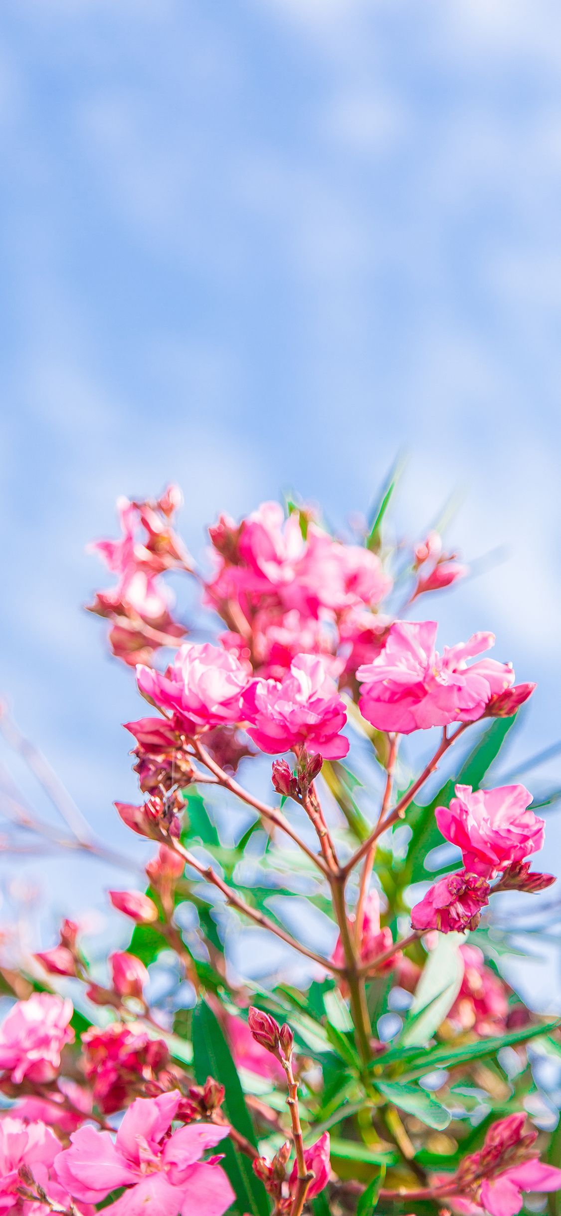 [2436×1125]鲜花 天空 唯美 夹竹桃 苹果手机壁纸图片