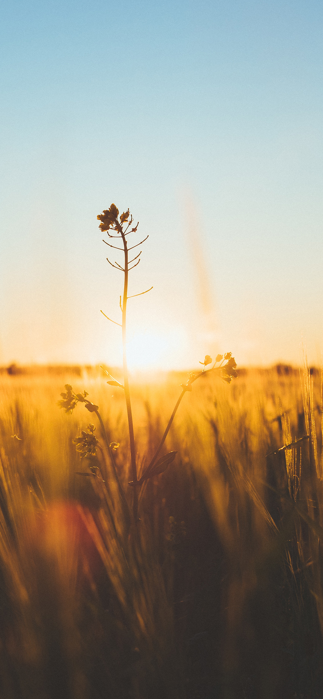[2436×1125]鲜花 稻田 阳光 唯美 苹果手机壁纸图片