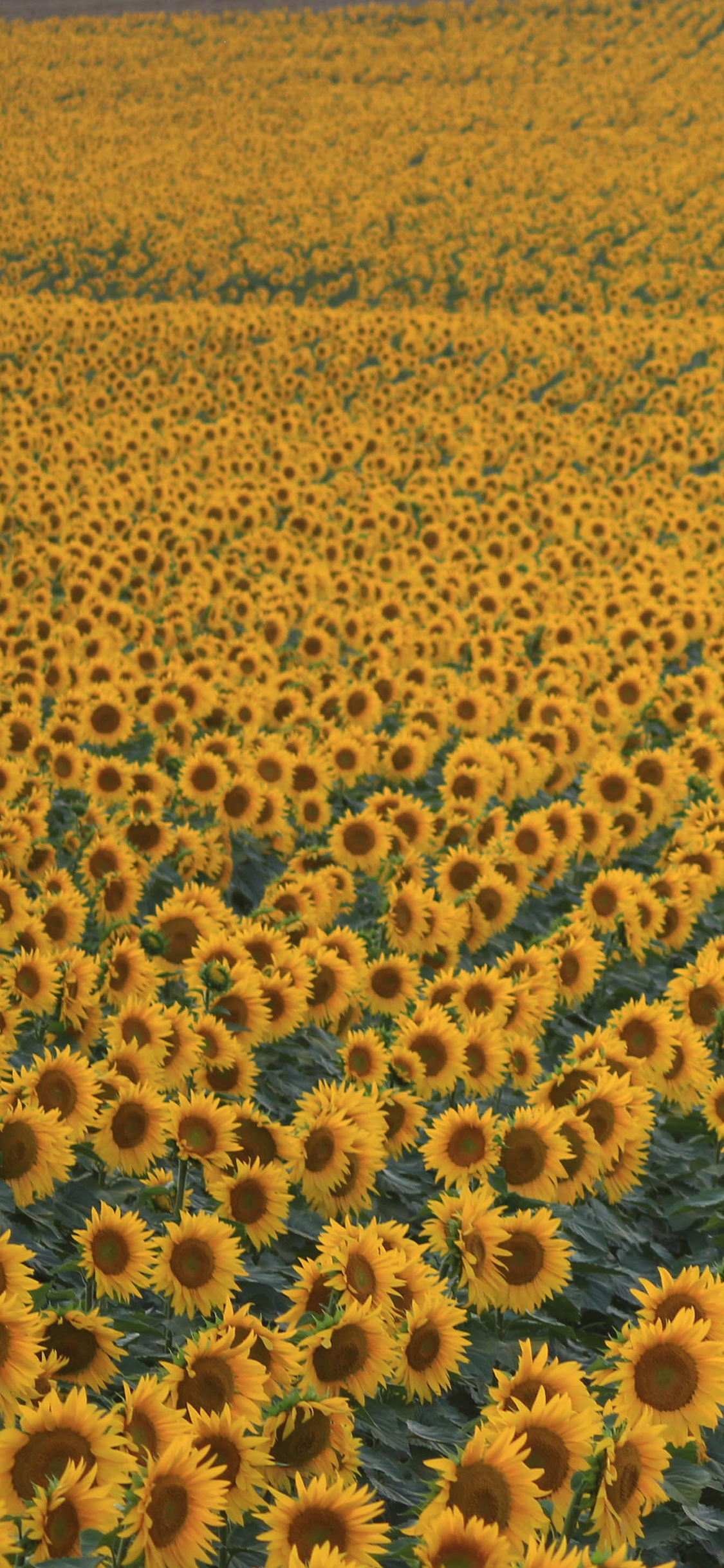 [2436×1125]鲜花 花田 向日葵 唯美 苹果手机壁纸图片
