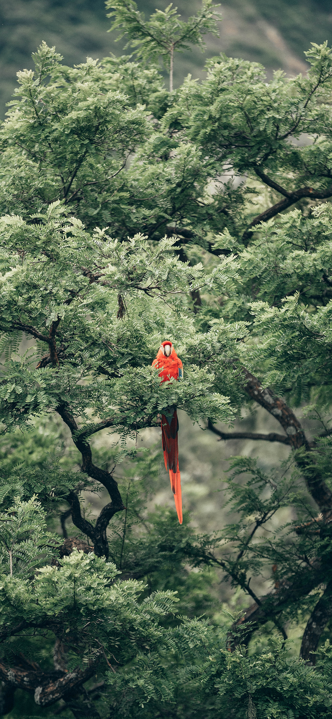 [2436×1125]鸟类 鹦鹉 树枝 绿叶 苹果手机壁纸图片