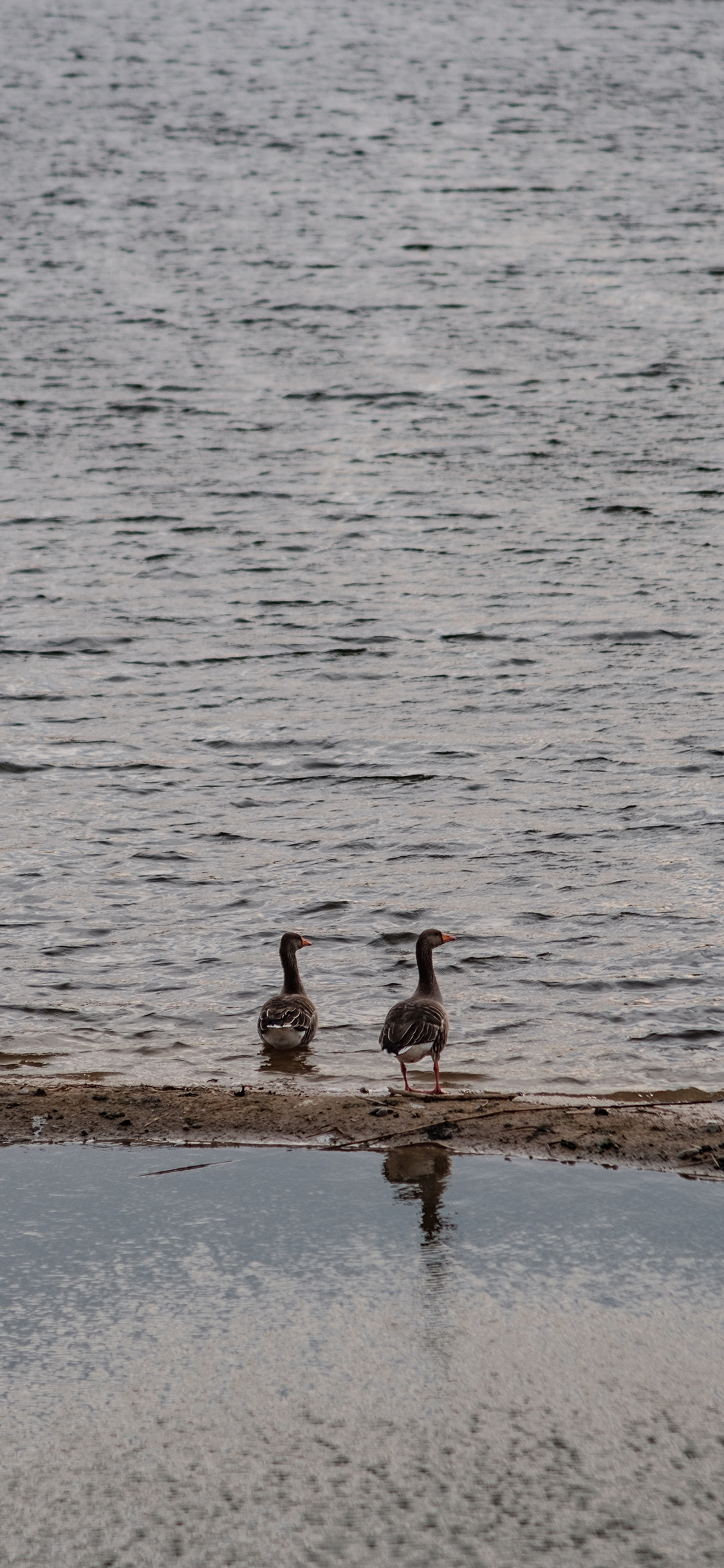 [2436×1125]鸭子 河岸 水禽 水面 苹果手机壁纸图片