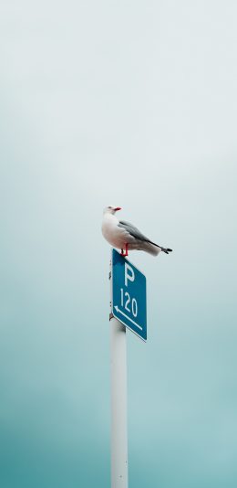 [2436x1125]鸽子 鸟类 站立 路牌 苹果手机壁纸图片