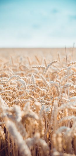 [2436x1125]麦田 小麦 庄稼 粮食 苹果手机壁纸图片