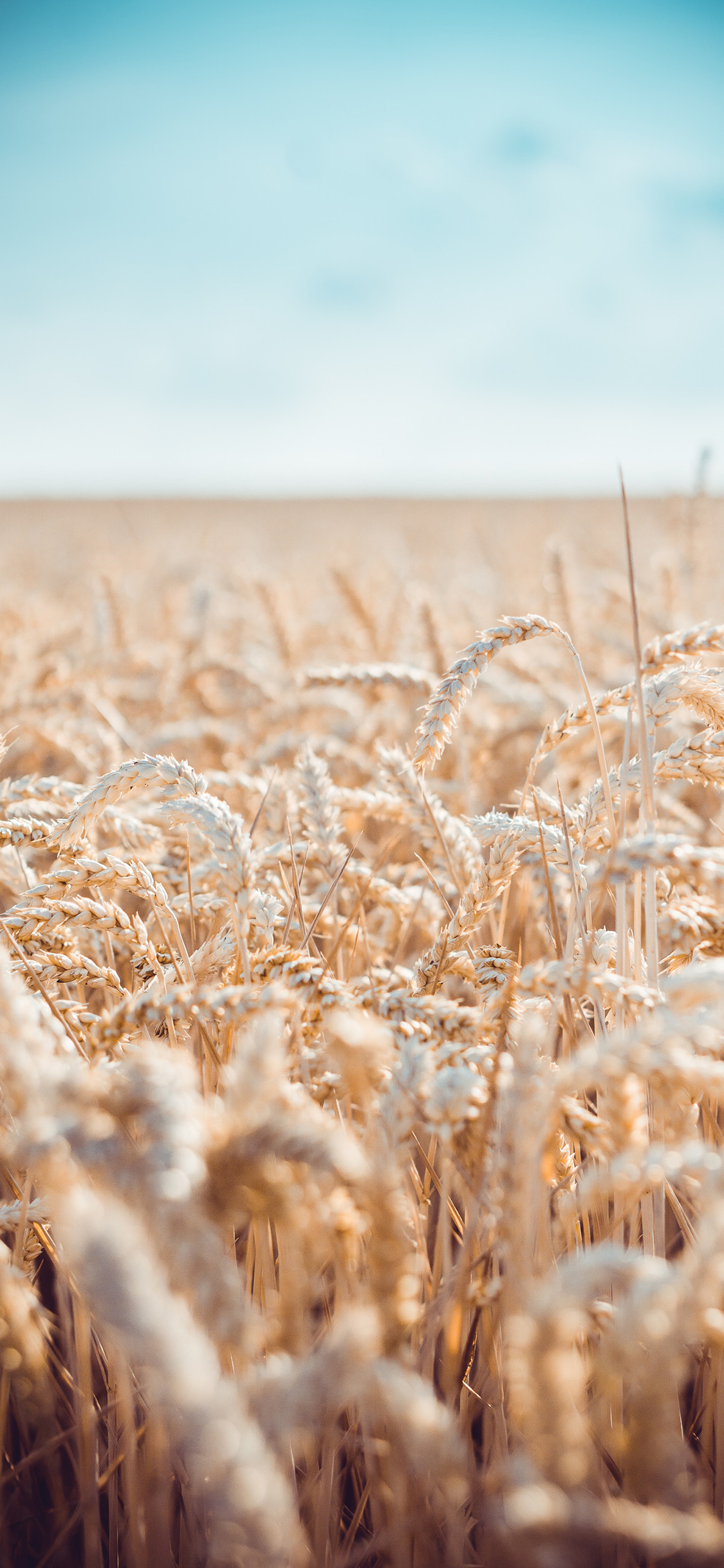 [2436×1125]麦田 小麦 庄稼 粮食 苹果手机壁纸图片