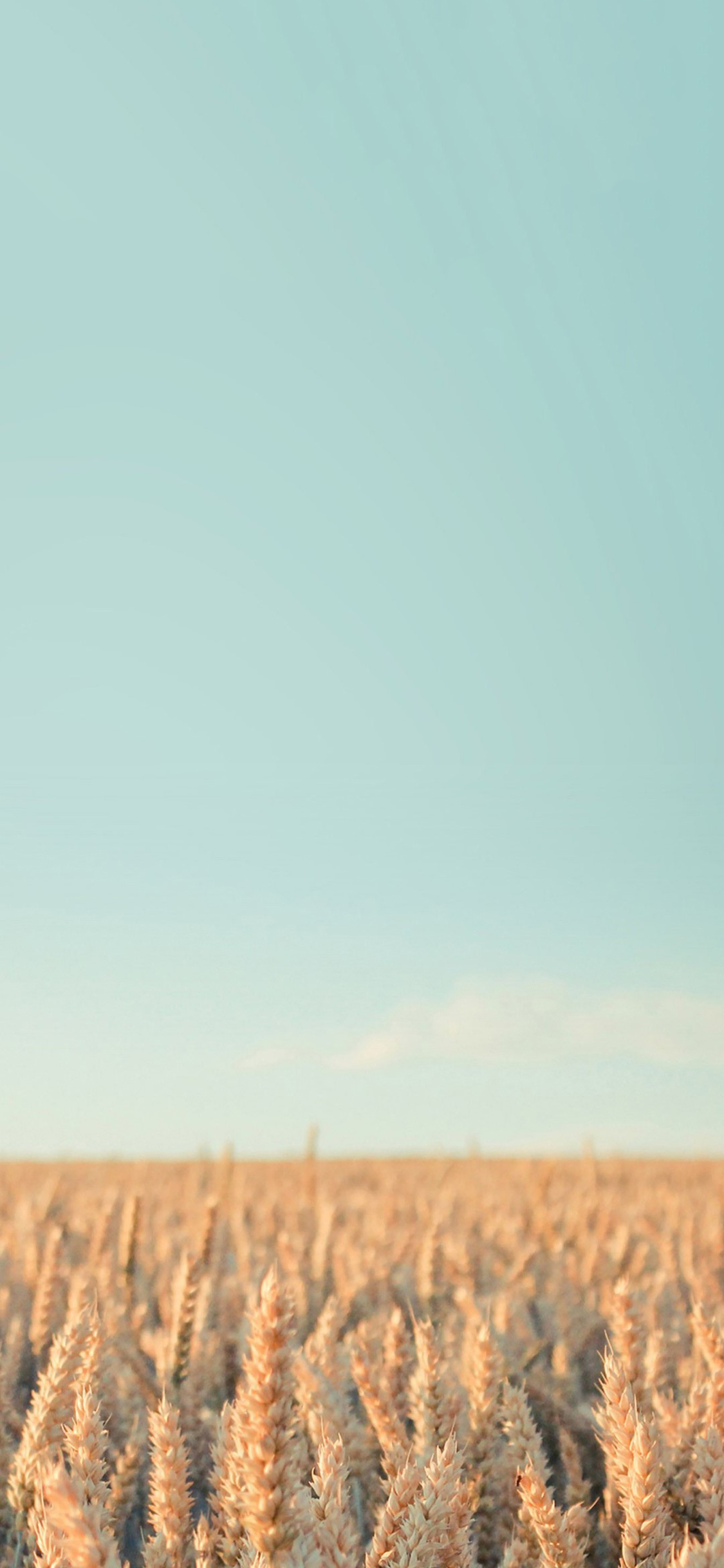 [2436×1125]麦田 麦子 麦穗 蓝天 田野 苹果手机壁纸图片
