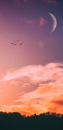 [2436x1125]黄昏 晚霞 鸟 月亮 天空 苹果手机壁纸图片