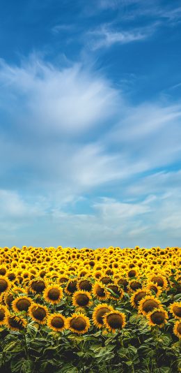 [2436x1125]黄田 向日葵 葵花 蓝天白云 苹果手机壁纸图片