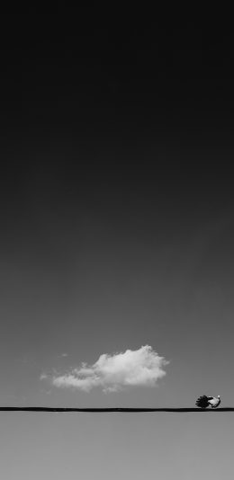 [2436x1125]黑白 天空 鸟 站立 苹果手机壁纸图片