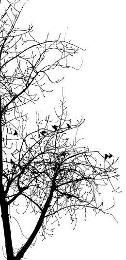 [2436x1125]黑白 枯藤老树昏鸦 简约 苹果手机壁纸图片