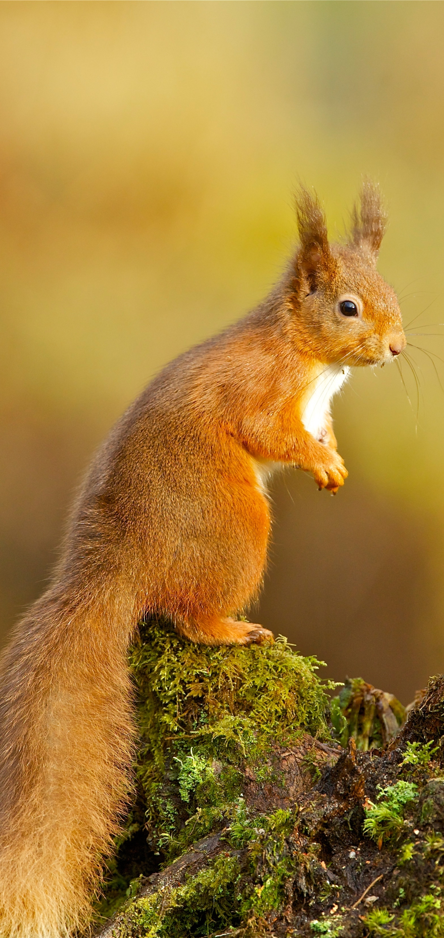 可爱的松鼠4K全面屏手机壁纸