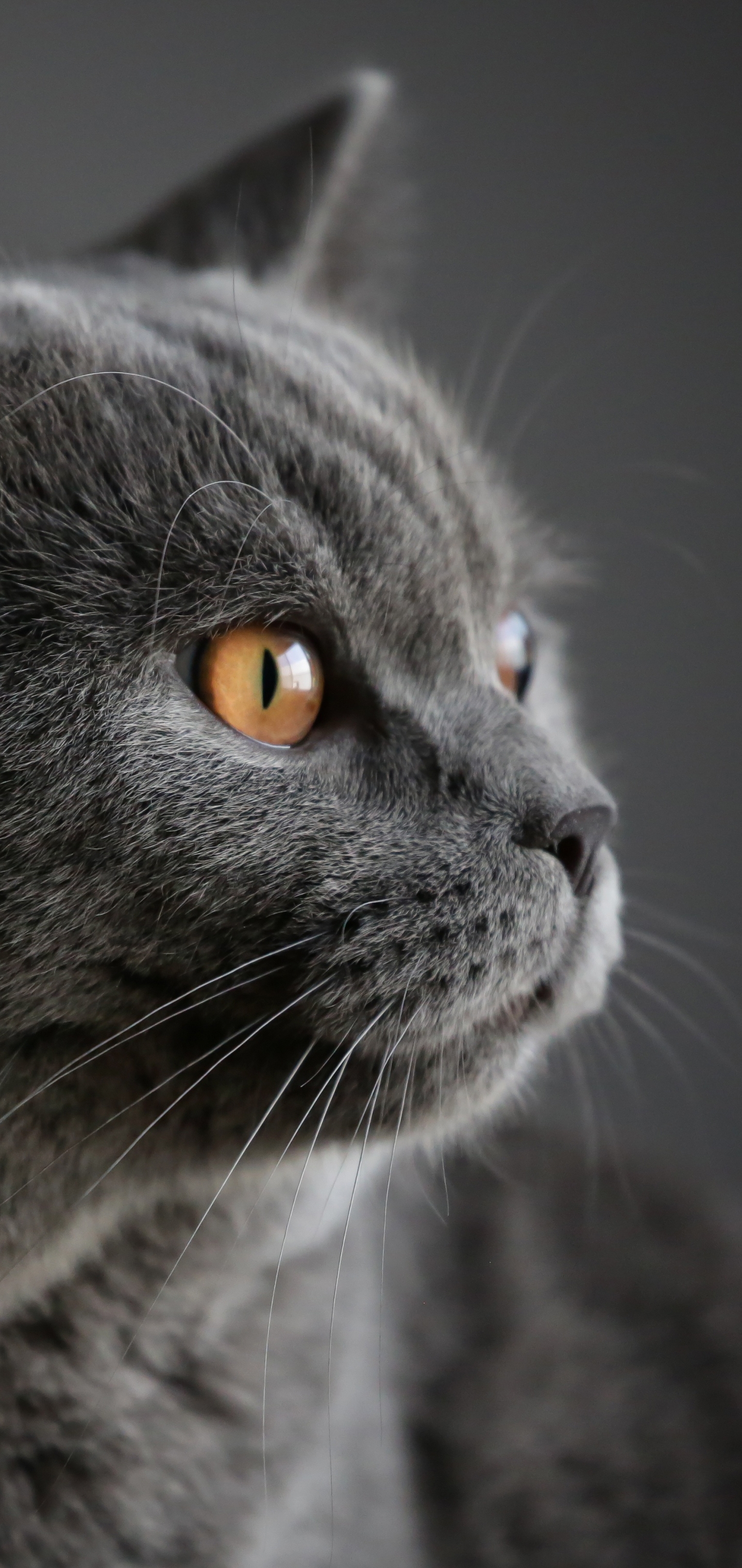 蓝猫 2K手机壁纸