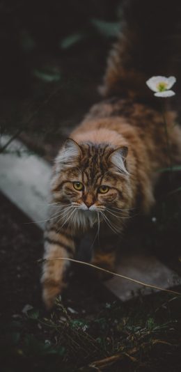 2K 3200x1440手机壁纸 猫咪