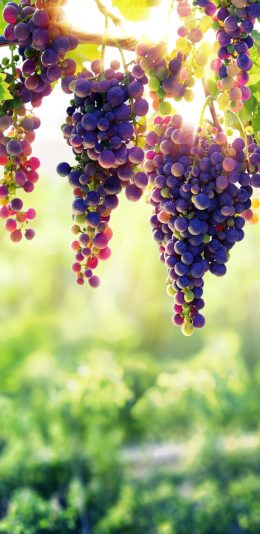 超清2K手机壁纸(2960x1440)阳光下的葡萄
