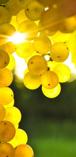 超清2K手机壁纸(2960x1440)葡萄