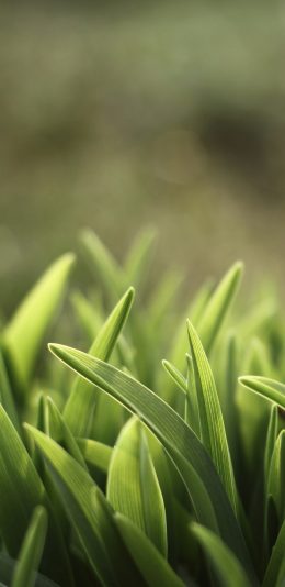 小草壁纸（2960x1440）