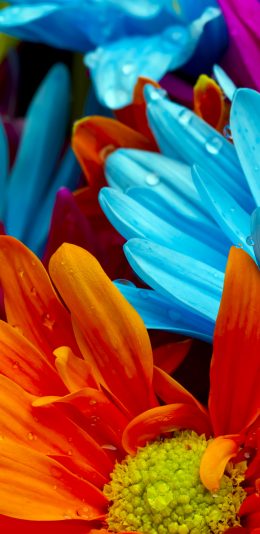 [2960x1440 2K手机壁纸]花