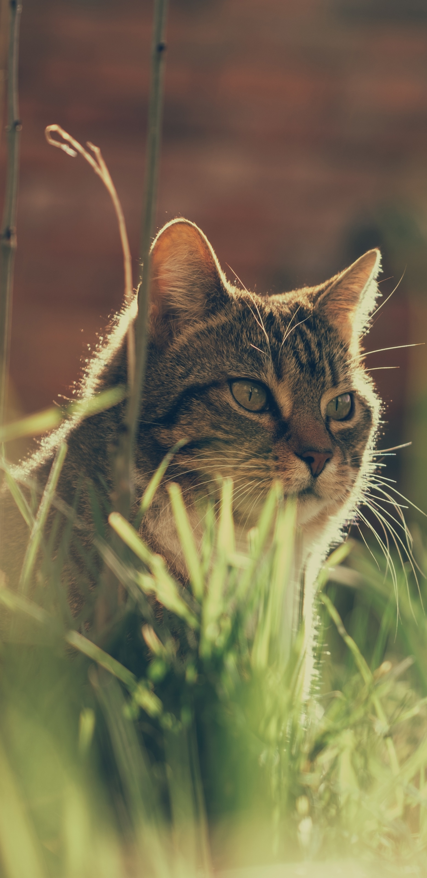 [2960×1440 2K手机壁纸]猫