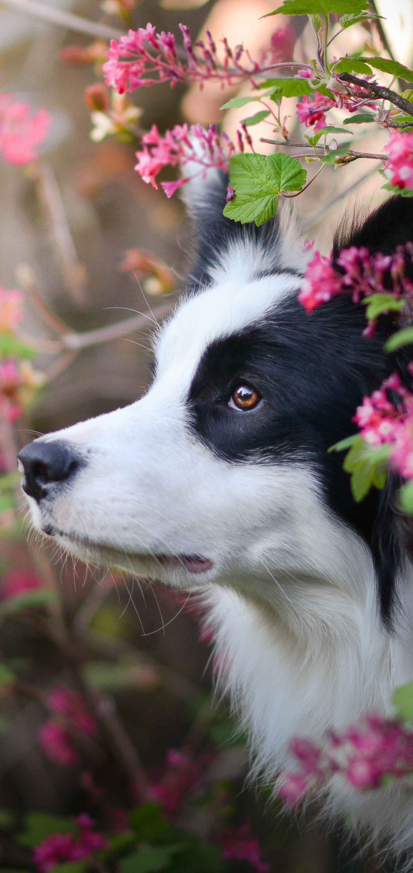 边牧狗手机壁纸3040×1440