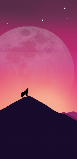 狼(2960x1440)2K手机壁纸图片