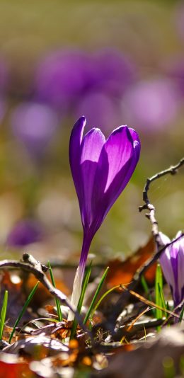 蓝色的野花 (1440x3200) 风景全面屏壁纸