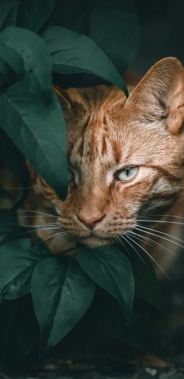 动物 猫 (1080x2340)手机壁纸