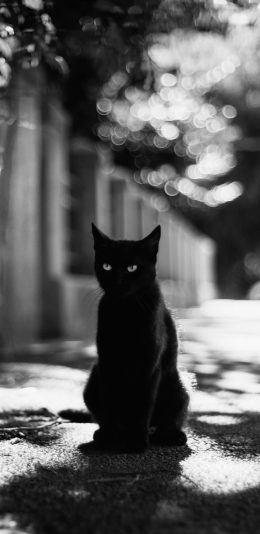 猫 动物 黑白图片(1080x2340)手机壁纸