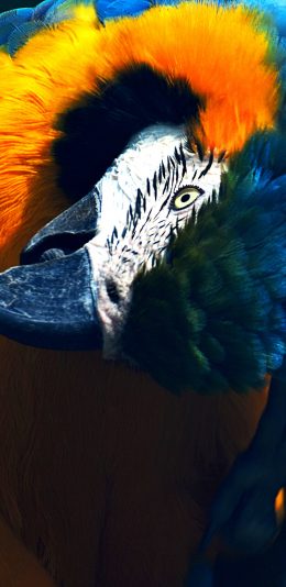 [4K电脑壁纸]颜色很好看的鹦鹉