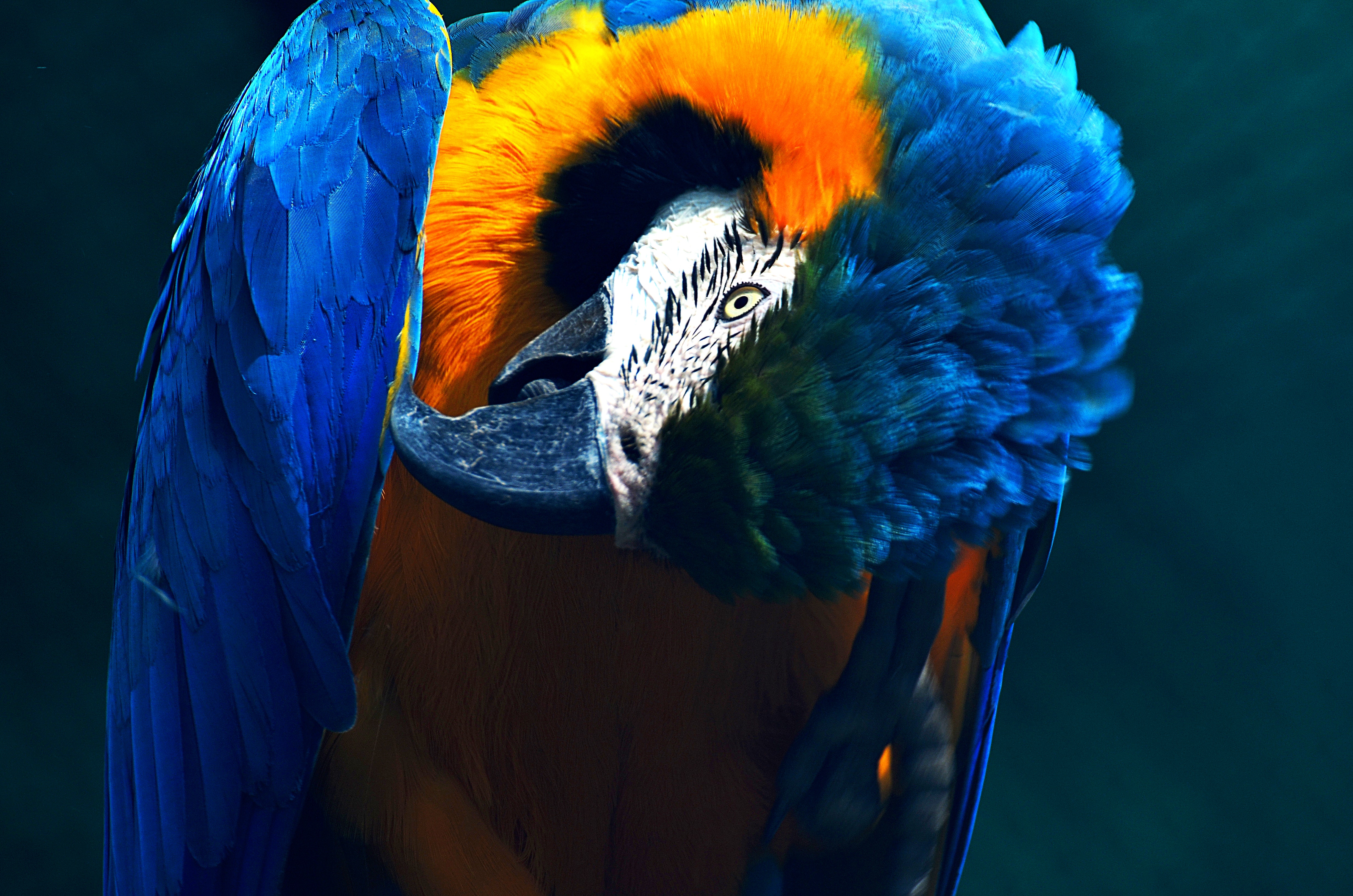 [4K电脑壁纸]颜色很好看的鹦鹉