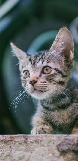 [电脑]小猫咪电脑壁纸5K