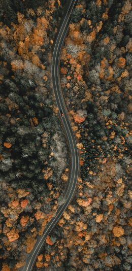 树林 公路 4K手机壁纸