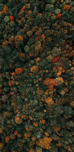 茂密的树林4K壁纸