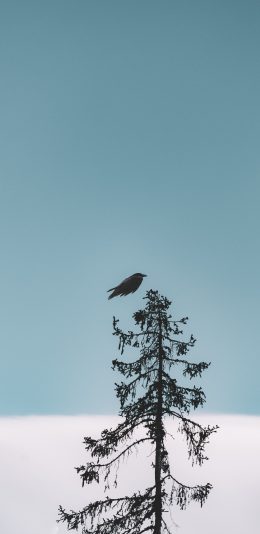 小清新纯色超清4K壁纸