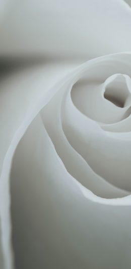 [5MB]花 白玫瑰 纯色 8K（7680x4320）电脑壁纸图片
