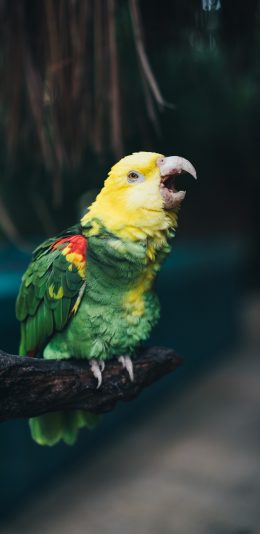 很好的鹦鹉 3200x1440 2K手机壁纸