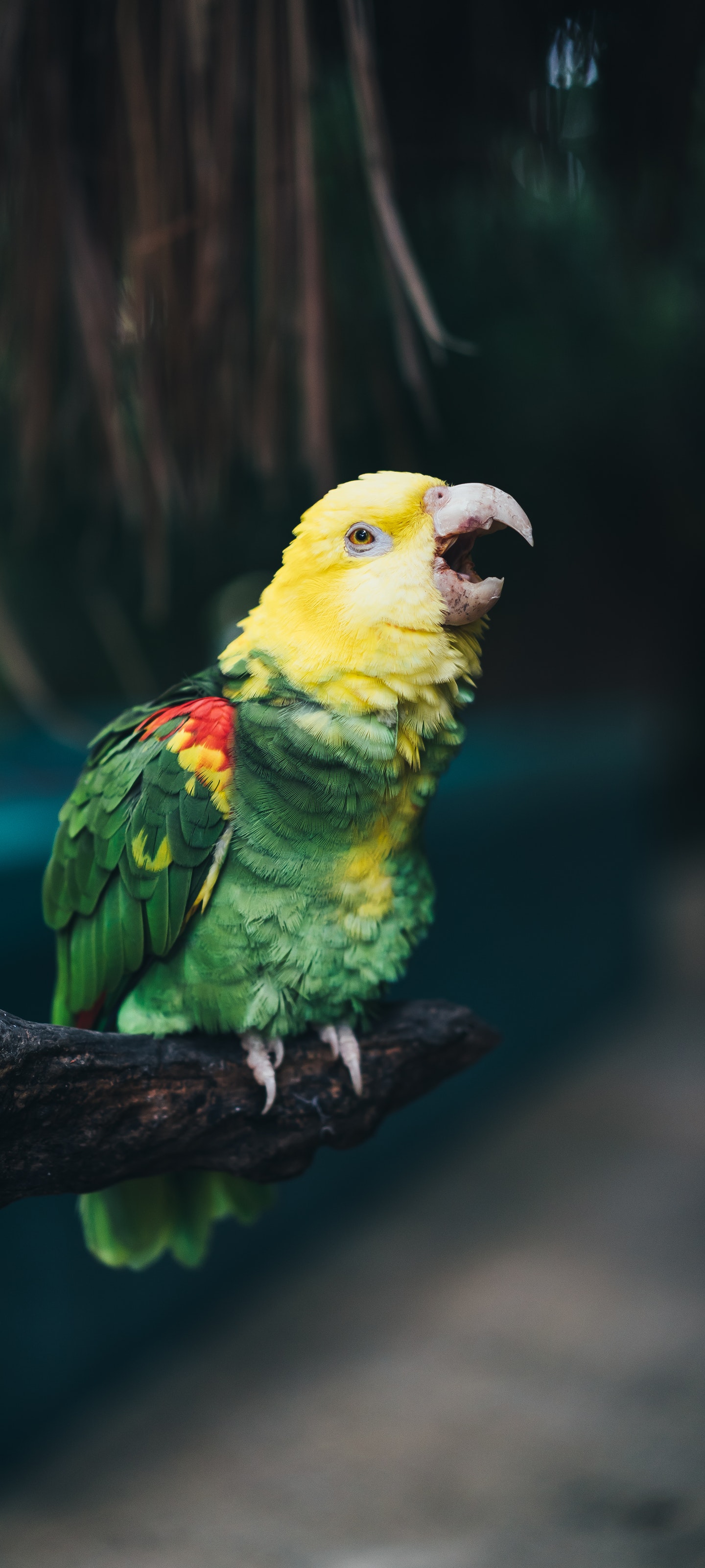 很好的鹦鹉 3200×1440 2K手机壁纸