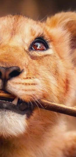 [4K 3840x2160]可爱的老虎 超清4K电脑壁纸