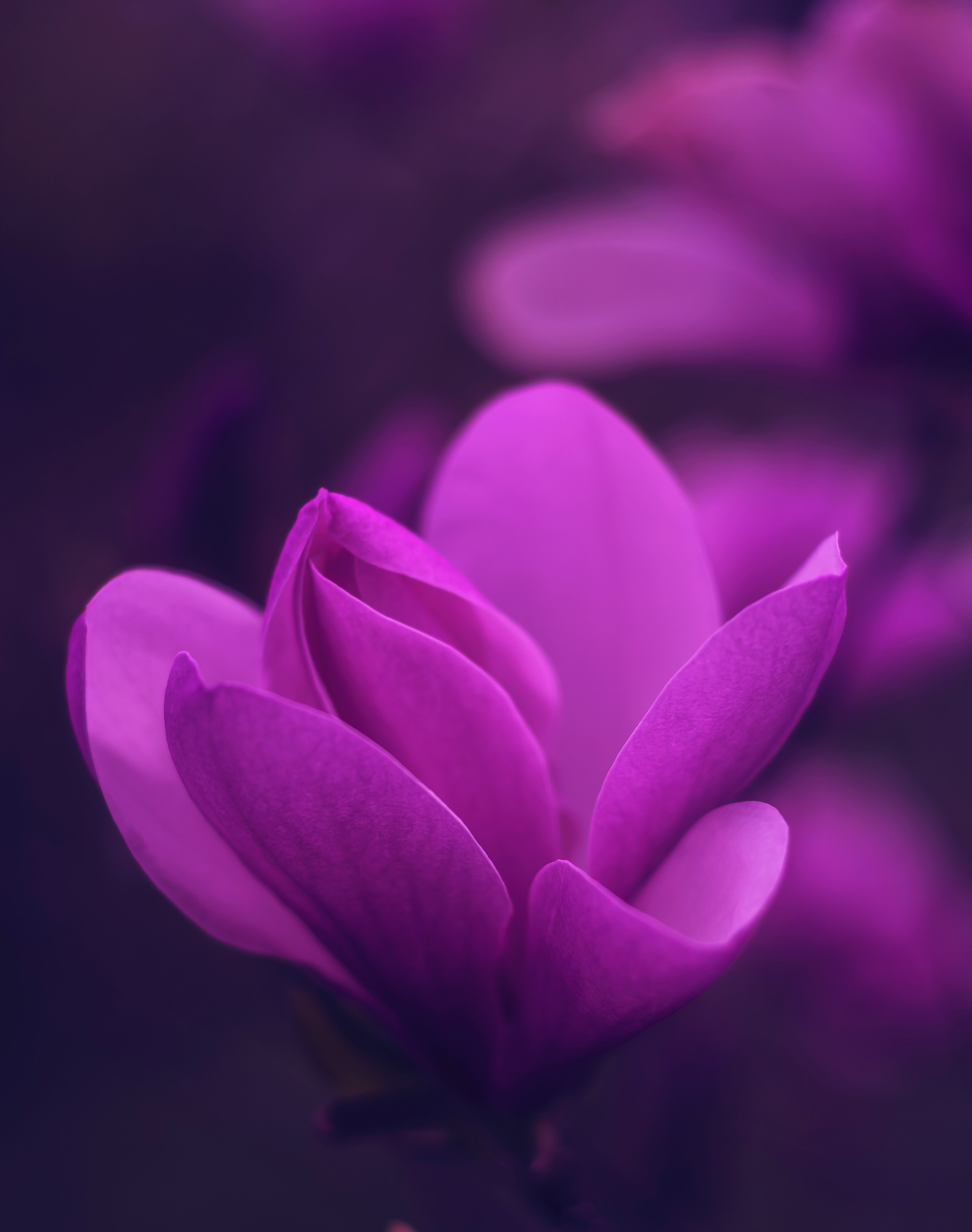 超清花朵手机壁纸