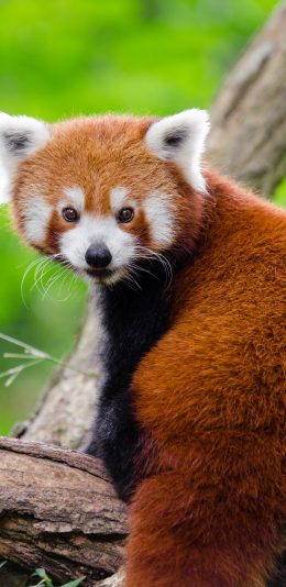 [4MB]可爱的浣熊 动物手机壁纸