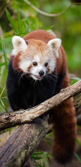 [3.1MB]可爱的浣熊动物超清4K手机壁纸