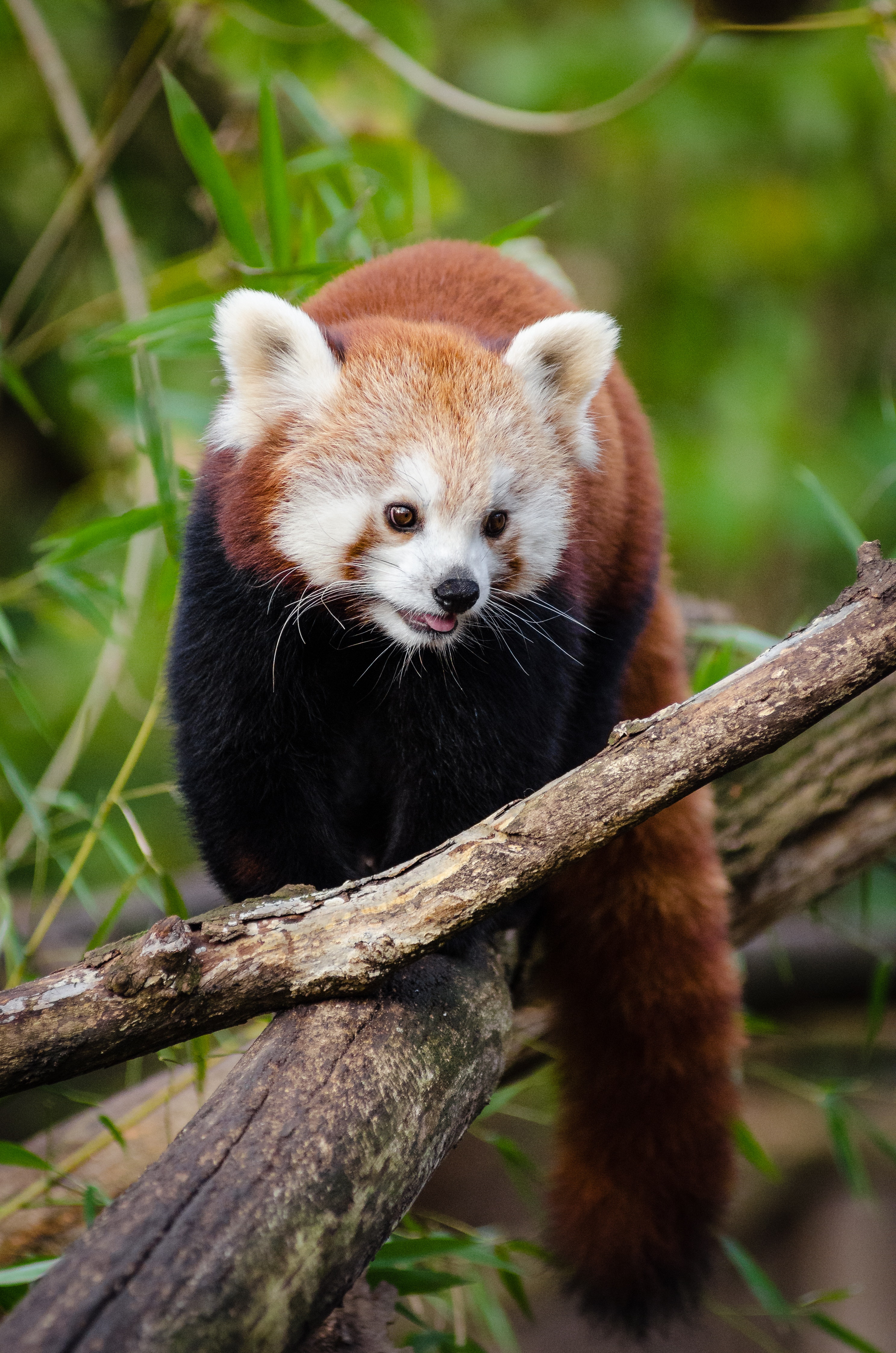 [3.1MB]可爱的浣熊动物超清4K手机壁纸