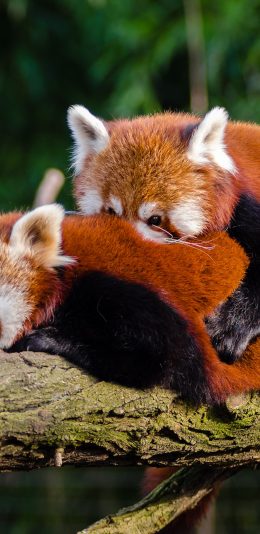 [2.4MB电脑壁纸]两只浣熊超清4K电脑壁纸