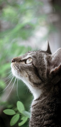 3200x1440宠物猫 2k手机壁纸