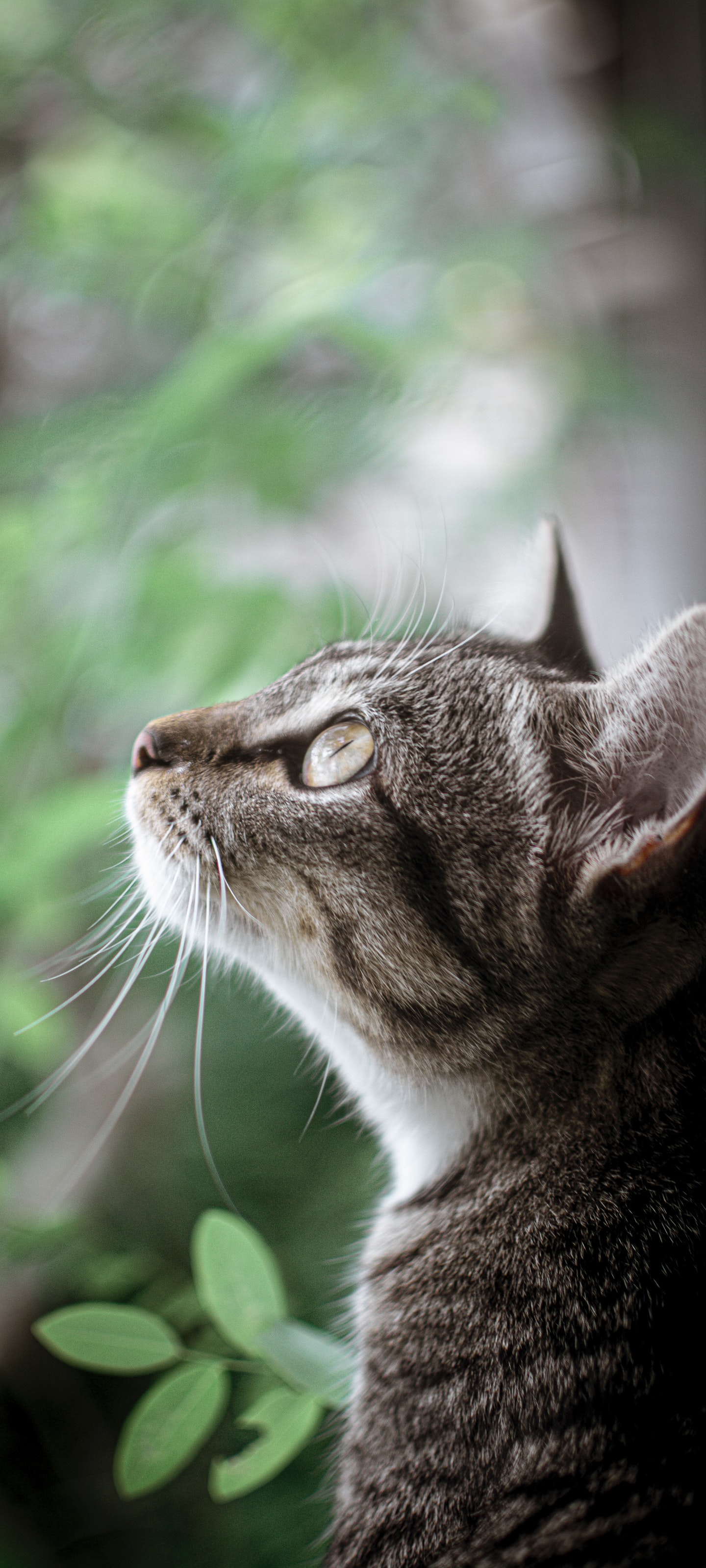 3200×1440宠物猫 2k手机壁纸